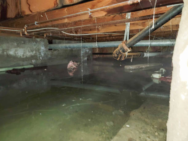 Best Water damage contractors near me  in White Meadow Lake, NJ